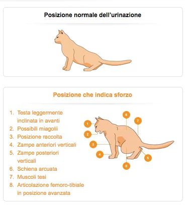 FLUTD-e-FUS - disturbo utinario_6.jpg